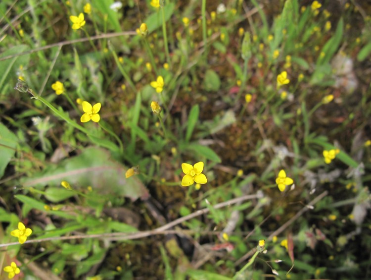 Cicendia filiformis